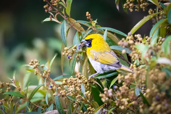 Siyah yüzlü grosgaga, Cardinalidae familyasından bir kuş türü. Doğadaki kuş yuvası. Kosta Rika 'da kuş gözlemciliği. Doğadan vahşi yaşam sahnesi.