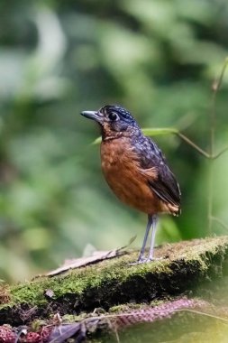 Pullu antpitta Grallaria guatimalensis, Grallaridae familyasından bir kuş türü. Kosta Rika 'da kuş gözlemciliği. Doğadan vahşi yaşam sahnesi.