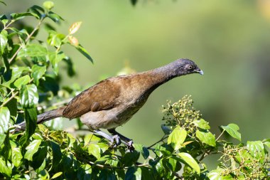 Gri başlı Chachalaca Ortalis doğal ortamında sinemalar dalın üzerinde kalıyor. Kosta Rika 'da kuş gözlemciliği. Doğadan vahşi yaşam sahnesi. 