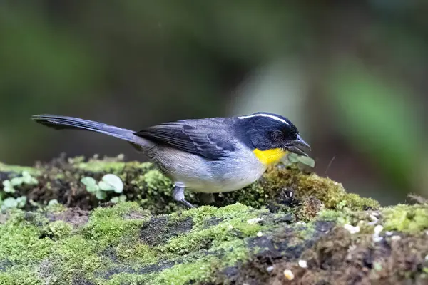 Beyaz peçeli ispinoz Atlapetes albinucha, doğal yaşam ortamında sarı boğazlı ispinoz olarak da bilinir. Kosta Rika 'da kuş gözlemciliği. Doğadan vahşi yaşam sahnesi.
