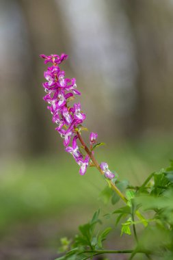 Corydalis cava nemli, gölgeli, ormanlık alanlara özgüdür. Pembe-mor çiçekli cilt üstü. Doğal yaşam alanında bir çiçek. Çek Cumhuriyeti 'nde botanik. Doğadan gelen doğal bir sahne.