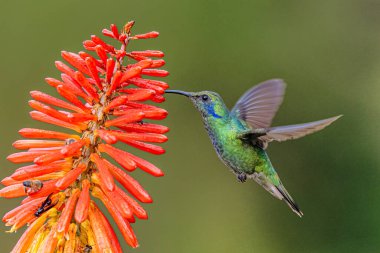 Daha az menekşe rengi Colibri siyanotus, aynı zamanda dağ menekşe kulağı olarak da bilinir, burada, doğa habitatında. Kosta Rika 'da kuş gözlemciliği. Doğadan vahşi yaşam sahnesi.