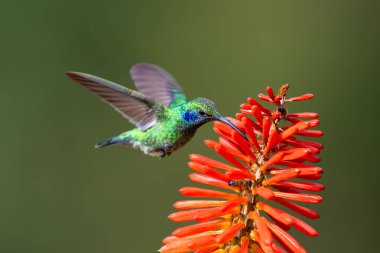 Daha az menekşe rengi Colibri siyanotus, aynı zamanda dağ menekşe kulağı olarak da bilinir, burada, doğa habitatında. Kosta Rika 'da kuş gözlemciliği. Doğadan vahşi yaşam sahnesi.