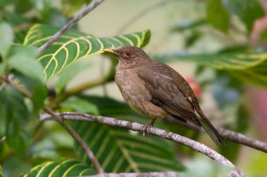 Kil renkli ardıç kuşu Turdus grayi, ardıç kuşu familyası Turdidae. Diğer yaygın isimler kil renkli Robin 'dir. Doğadaki kuş yuvası. Kosta Rika 'da kuş gözlemciliği. Doğadan vahşi yaşam sahnesi.