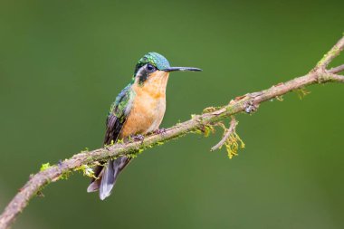 Mor boğazlı dağtaşı Lampornis calolaemus, Trochilinae familyasından Lampornithini kabilesinin bir türüdür. Doğa habitatında. Kosta Rika 'da kuş gözlemciliği. Doğadan vahşi yaşam sahnesi.