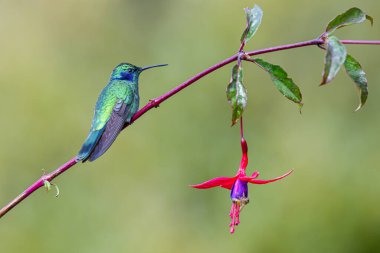 Daha az menekşe rengi Colibri siyanotus, aynı zamanda dağ menekşe kulağı olarak da bilinir, burada, doğa habitatında. Kosta Rika 'da kuş gözlemciliği. Doğadan vahşi yaşam sahnesi.