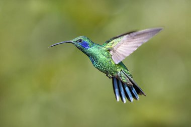 Daha az menekşe rengi Colibri siyanotus, aynı zamanda dağ menekşe kulağı olarak da bilinir, burada, doğa habitatında. Kosta Rika 'da kuş gözlemciliği. Doğadan vahşi yaşam sahnesi.