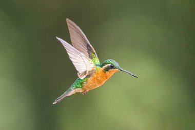 Mor boğazlı dağtaşı Lampornis calolaemus, Trochilinae familyasından Lampornithini kabilesinin bir türüdür. Doğa habitatında. Kosta Rika 'da kuş gözlemciliği. Doğadan vahşi yaşam sahnesi.