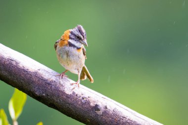 Pas yakalı serçe ya da And serçesi Zonotrichia capensis, Amerikan serçesidir. Kosta Rika 'da kuş gözlemciliği. Doğadan vahşi yaşam sahnesi.