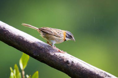 Pas yakalı serçe ya da And serçesi Zonotrichia capensis, Amerikan serçesidir. Kosta Rika 'da kuş gözlemciliği. Doğadan vahşi yaşam sahnesi.