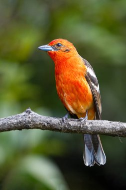 Alev renkli tangacı Piranga bidentata, Cardinalidae familyasından orta büyüklükte bir Amerikan ötücü kuşudur. Kosta Rika 'da kuş gözlemciliği. Doğadan vahşi yaşam sahnesi.