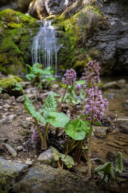 Borovianka nehrinde şelale. Ön planda Petasite melezleri, Butterbur olarak da bilinir. Mekan Slovakya 'daki Low Tatras' ta yer almaktadır. Yüksek kalite fotoğraf