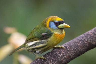 Semnornis Frantzii, uzun gagalı barbet, doğal yaşam ortamında nispeten büyük gagalı kuş, dalda oturuyor. Kosta Rika 'da kuş gözlemciliği. Doğadan vahşi yaşam sahnesi.