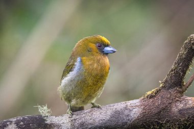 Semnornis Frantzii, uzun gagalı barbet, doğal yaşam ortamında nispeten büyük gagalı kuş, dalda oturuyor. Kosta Rika 'da kuş gözlemciliği. Doğadan vahşi yaşam sahnesi.