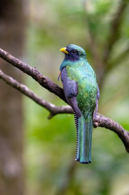 Yakalı trogon yaka, Trogonidae familyasından bir kuş türü. Kosta Rika 'da kuş gözlemciliği. Doğadan vahşi yaşam sahnesi.