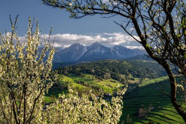 Belanske Tatralarının Osturna yakınlarındaki Zamaguri ve Polonya sınırı yakınlarındaki çiçek açan ağaçlarla çerçevelenmiş güzel manzara manzarası, arka planda Tatras, Slovakya. Yüksek kalite fotoğraf
