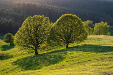 Güzel bir manzara, yeşil çayırlar ve ağaçların üzerinde renkli bir gün batımı, gün batımının arka ışığında bir çift ağaç. Povraznik, Polana Dağı, Slovakya. Yüksek kalite fotoğraf