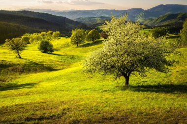 Güzel bir manzara, Povraznik, Polana Dağı, Slovakya 'daki yeşil çayırlar ve ağaçların üzerinde renkli bir gün batımı. Yüksek kalite fotoğraf