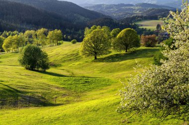 Güzel bir manzara, Povraznik, Polana Dağı, Slovakya 'daki yeşil çayırlar ve ağaçların üzerinde renkli bir gün batımı. Yüksek kalite fotoğraf