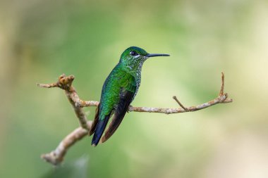 Heliodoxa jacula, yeşil taçlı parlak, aynı zamanda yeşil önlü parlak olarak da bilinir. Doğa habitatında, dalda oturuyor. Kosta Rika 'da kuş gözlemciliği. Doğadan vahşi yaşam sahnesi.
