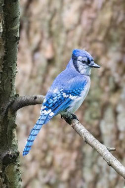Mavi Jay Cyanocitta cristata, Corvidae familyasından bir kuş türü. Central Park, New York 'taki doğa habitatının dalında oturuyor. Doğadan vahşi yaşam sahnesi. 