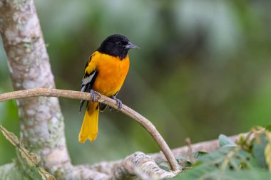 Baltimore Oriole, Icterus Galbula. Doğadaki kuş yuvası. Kosta Rika 'da kuş gözlemciliği. Doğadan vahşi yaşam sahnesi.