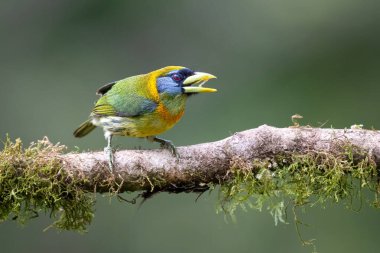 Eubucco bourcierii, doğal yaşam alanındaki kızıl başlı barbet, dalda oturuyor. Kosta Rika 'da kuş gözlemciliği. Doğadan vahşi yaşam sahnesi.