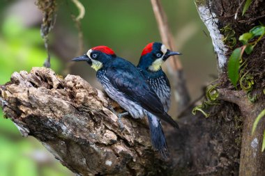 Palamut ağaçkakanı Melanerpes formicivorus, 20 cm uzunluğunda, doğal yaşam alanında bir çift olan orta büyüklükte bir ağaçkakandır. Kosta Rika 'da kuş gözlemciliği. Doğadan vahşi yaşam sahnesi.