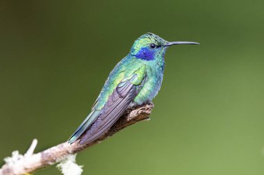 Daha az menekşe rengi Colibri siyanotus, aynı zamanda dağ menekşe kulağı olarak da bilinir, burada, doğa habitatında. Kosta Rika 'da kuş gözlemciliği. Doğadan vahşi yaşam sahnesi.