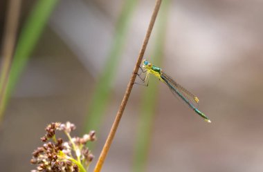 Leestes virens, kedigiller (Lestidae) familyasından bir kuş türü. Yayılan küçük zümrüt kanadı olarak da bilinir. Doğa habitatında böcek. Doğadan vahşi yaşam sahnesi.