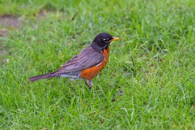 Amerikan bülbülü Turdus göçmeni, gerçek ardıç kuşunun göçmen kuşudur. Roosevelt Adası, New York 'taki doğa habitatında çimlerin üzerinde oturuyor. Doğadan vahşi yaşam sahnesi. 