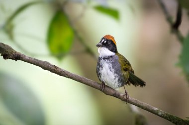 Kestane kestanesi kaplamalı ispinoz Arremon brunneinucha, Neotropik bir kuş, burada, doğal yaşam alanında, dalın üzerinde oturuyor. Kosta Rika 'da kuş gözlemciliği. Doğadan vahşi yaşam sahnesi.