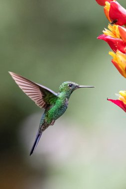 Heliodoxa jacula, yeşil taçlı parlak, aynı zamanda yeşil önlü parlak olarak da bilinir. Doğa habitatında, dalda oturuyor. Kosta Rika 'da kuş gözlemciliği. Doğadan vahşi yaşam sahnesi.