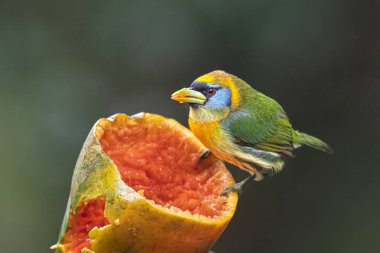 Semnornis Frantzii, uzun gagalı barbet, doğal yaşam ortamında nispeten büyük gagalı kuş, dalda oturuyor. Kosta Rika 'da kuş gözlemciliği. Doğadan vahşi yaşam sahnesi.