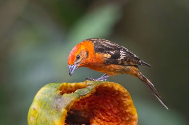 Alev renkli tangacı Piranga bidentata, doğanın doğal ortamında çizgili sırt tangası olarak bilinir. Kosta Rika 'da kuş gözlemciliği. Doğadan vahşi yaşam sahnesi.
