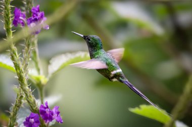 Yeşil diken kuyruğu, Lezbiyen alt familyasından Lezbiyen kabilesi olan küçük bir sinekkuşu. Burada, doğa habitatında. Kosta Rika 'da kuş gözlemciliği. Doğadan vahşi yaşam sahnesi.