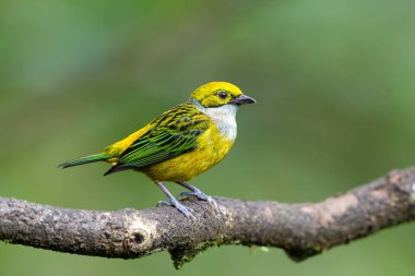 Tangara icterocephala, doğal yaşam alanındaki gümüş boğazlı tanager, dalda oturuyor. Kosta Rika 'da kuş gözlemciliği. Doğadan vahşi yaşam sahnesi.