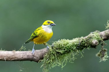 Tangara icterocephala, doğal yaşam alanındaki gümüş boğazlı tanager, dalda oturuyor. Kosta Rika 'da kuş gözlemciliği. Doğadan vahşi yaşam sahnesi.