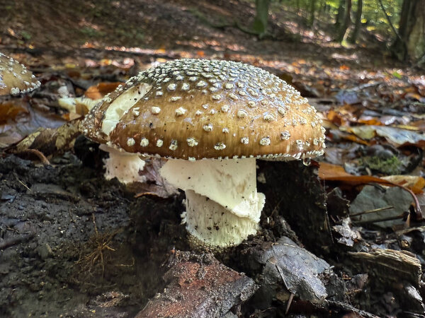 Amanita pantherina, also known as the panther cap, false blusher, and the panther amanita is a species of fungus found in Eurasia with poisonous and psychoactive properties. High quality photo