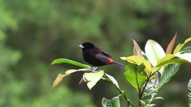 Kırmızı popolu tangacı Ramphocelus passerinii orta büyüklükte bir kuş türüdür. Burada, doğa habitatında, dalın üzerinde oturuyor. Kosta Rika 'da kuş gözlemciliği. Doğadan vahşi yaşam sahnesi. 