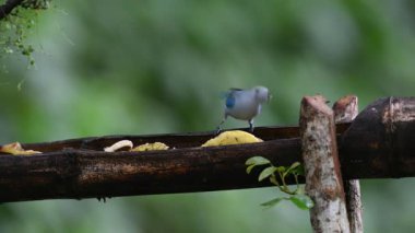 Mavi gri tangacı, Thraupis piskoposluğu, bir besleyicide kuşun yemiyle beslenmesi, doğal ortamdaki mavi kuş. Kosta Rika 'da kuş gözlemciliği. Doğadan vahşi yaşam sahnesi.