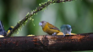 Kırmızı popolu tangacı Ramphocelus passerinii orta büyüklükte bir kuş türüdür. Doğada bir dişi, besleyicinin üzerinde oturuyor. Kosta Rika 'da kuş gözlemciliği. Doğadan vahşi yaşam sahnesi. 