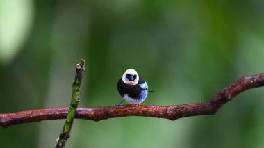 Altın kapüşonlu tangacı Stilpnia larvata, yağmurdan sırılsıklam olmuş. Burada, doğa habitatının dalında. Kosta Rika 'da kuş gözlemciliği. Doğadan vahşi yaşam sahnesi. 