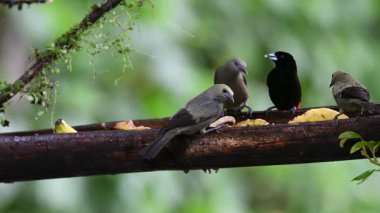 Kırmızı popolu tangacı Ramphocelus passerinii orta büyüklükte bir kuş türüdür. Burada, doğada besleyicinin üzerinde oturan dört kuş var. Kosta Rika 'da kuş gözlemciliği. Doğadan vahşi yaşam sahnesi. 