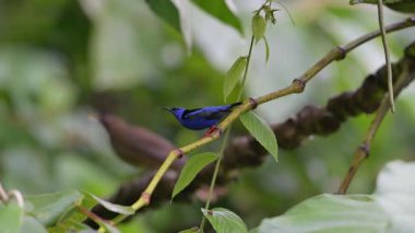 Kırmızı bacaklı bal sürüngeni, Cyanerpes siyaneus, dalda oturuyor, mavi kuş doğal ortamında. Kosta Rika 'da kuş gözlemciliği. Doğadan vahşi yaşam sahnesi.