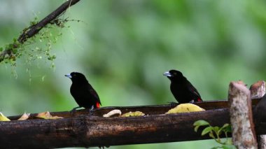 Kırmızı popolu tangacı Ramphocelus passerinii orta büyüklükte bir kuş türüdür. Doğa habitatında, besleyicinin üzerinde oturan iki kuş var. Kosta Rika 'da kuş gözlemciliği. Doğadan vahşi yaşam sahnesi. 
