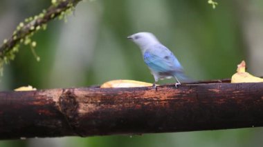Mavi gri tangacı, Thraupis piskoposluğu, bir besleyicide kuşun yemiyle beslenmesi, doğal ortamdaki mavi kuş. Kosta Rika 'da kuş gözlemciliği. Doğadan vahşi yaşam sahnesi.