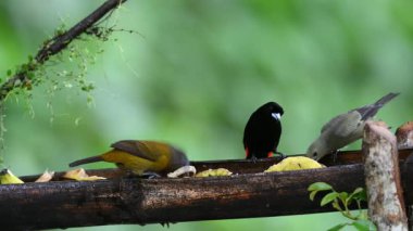 Bir çift kırmızı popolu tanger, Ramphocelus passerinii ve Palm tanager Thraupis palmarum. Burada, doğada besleyicinin üzerinde oturan üç kuş var. Kosta Rika 'da kuş gözlemciliği. Doğadan vahşi yaşam sahnesi. 