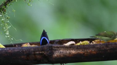 Kırmızı bacaklı bal sürüngeni, siyanerpes siyaneus, bir besleyicide meyve yiyen kuş, doğal yaşam alanında mavi kuş. Kosta Rika 'da kuş gözlemciliği. Doğadan vahşi yaşam sahnesi.