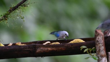 Thraupis piskoposluğu, mavi gri tanger, iki mavi kuş doğa habitatında. Daha sonra Clay renkli Thrush Turdus grayi ile yemek için dövüşeceğiz. Kosta Rika 'da kuş gözlemciliği. Doğadan vahşi yaşam sahnesi.